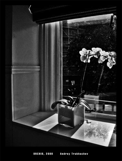 Orchid Orchid